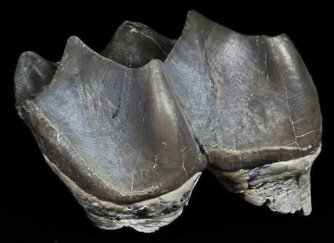 Fossil Brontotherium (Titanothere) Molar - South Dakota #50797